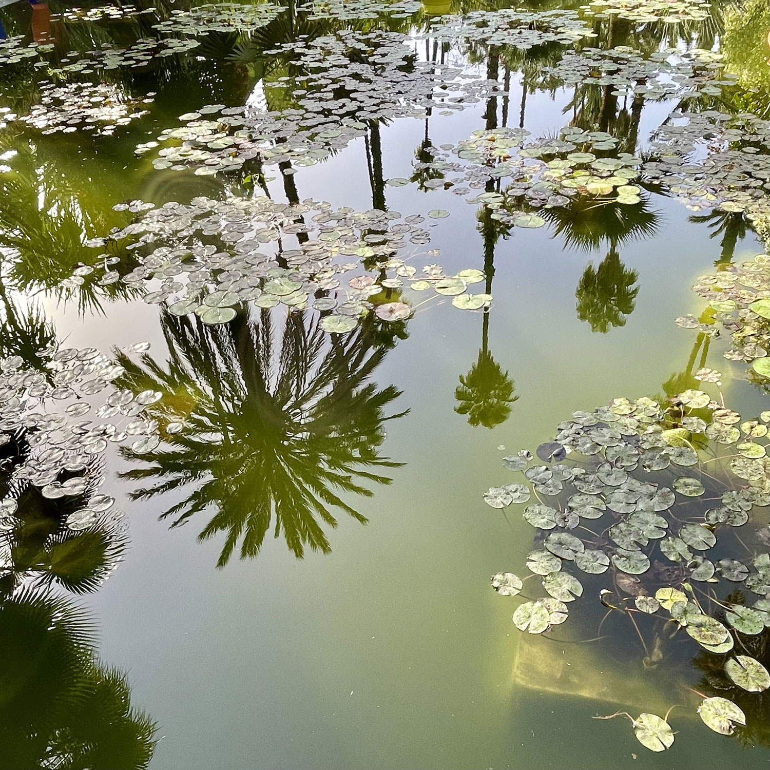 Majorelle Garten